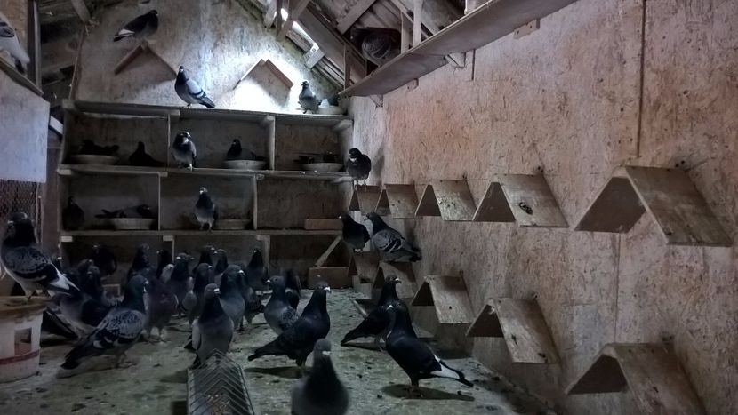  - lotu de zbor tineret2016