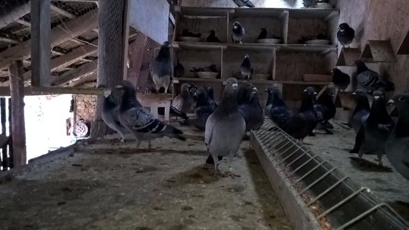  - lotu de zbor tineret2016