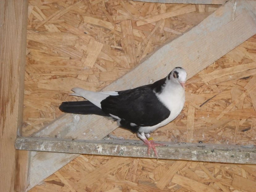 pierduta - PUISORI  2017