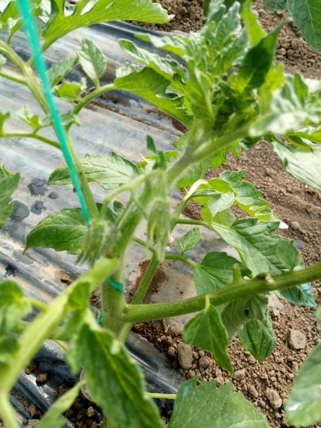 29.04.2017 - 2017 SOLAR 1