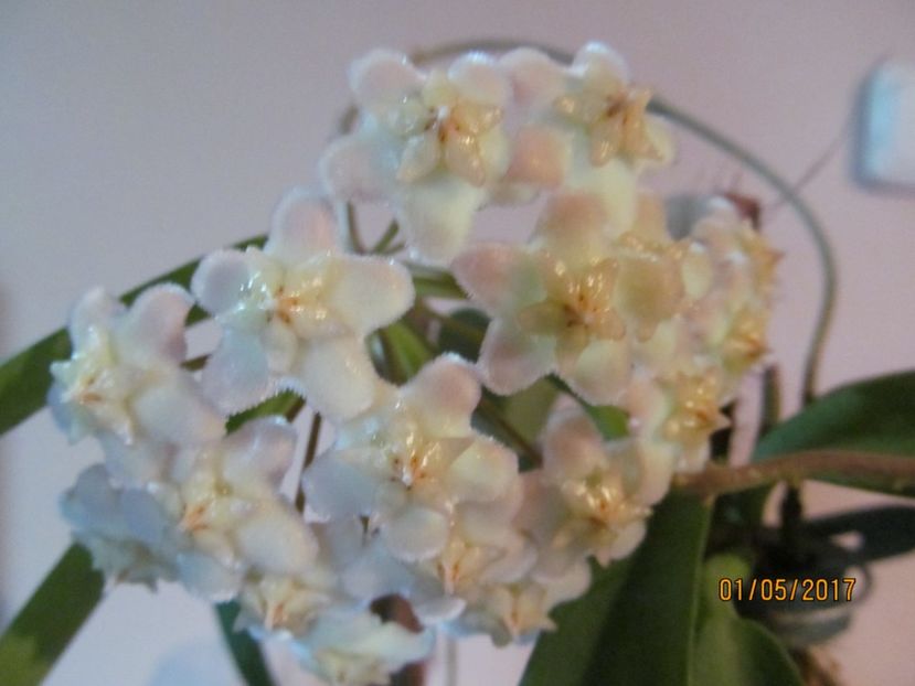 Un parfum puternic ,ce bulverseaza perceptia mea.... - Hoya-2017