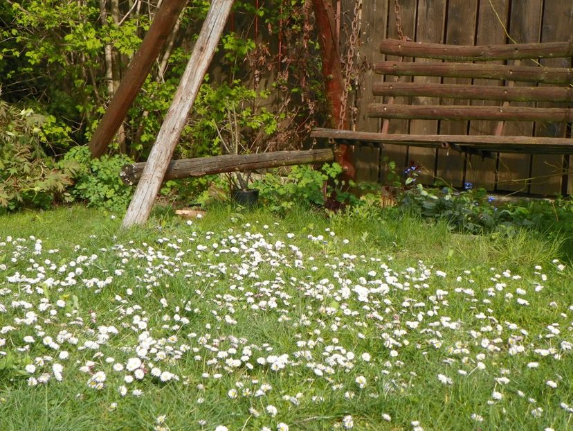 26 apr (18) - Gradina 2017