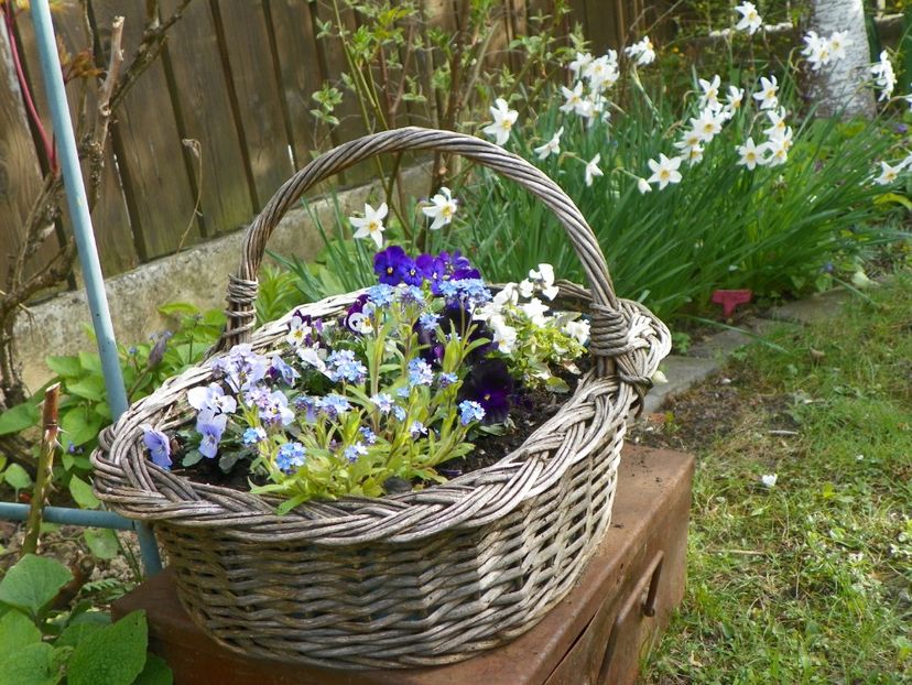 26 apr (29) - Gradina 2017