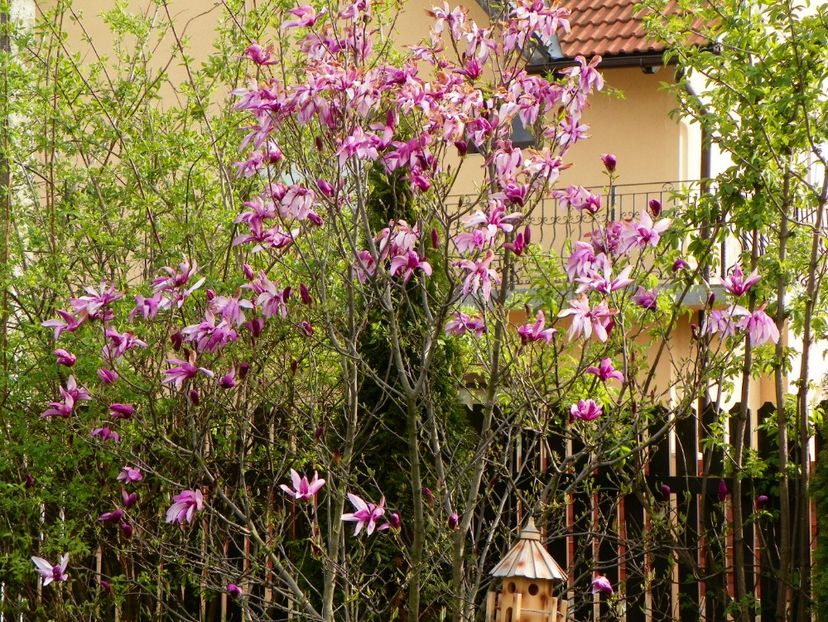 magnolia Susan - Copacei si arbusti 2017