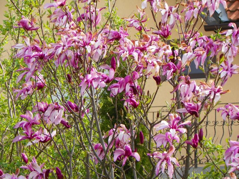 magnolia Susan - Copacei si arbusti 2017