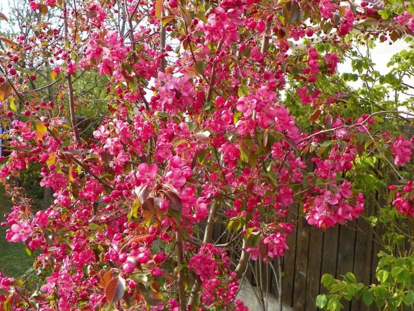 malus Rudolph - Copacei si arbusti 2017