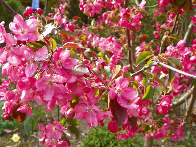 malus Rudolph - Copacei si arbusti 2017