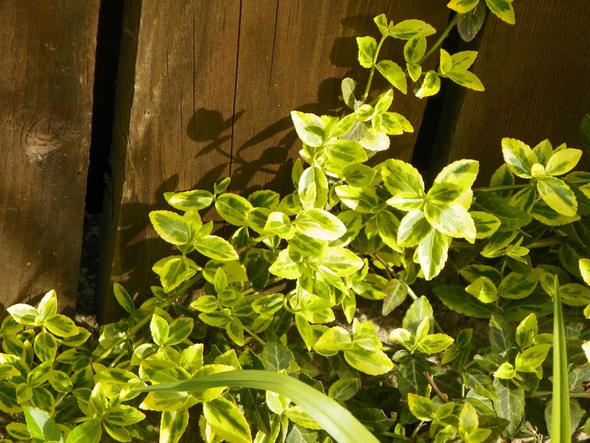 euonymus Emerald n Gold - Copacei si arbusti 2017