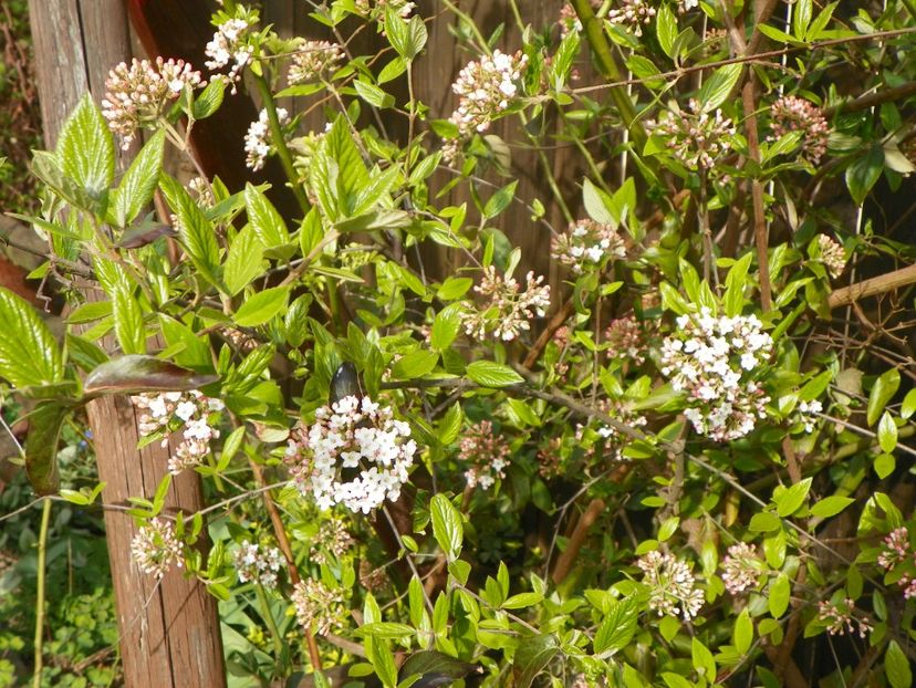 viburnum burkwoodii - Copacei si arbusti 2017