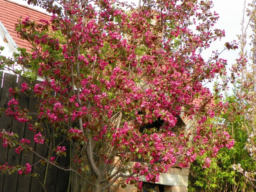 malus Rudolph - Copacei si arbusti 2017