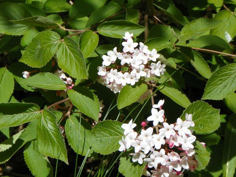 viburnum carlesii - Copacei si arbusti 2017
