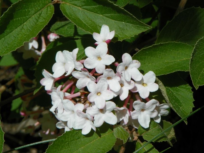 viburnum carlesii - Copacei si arbusti 2017