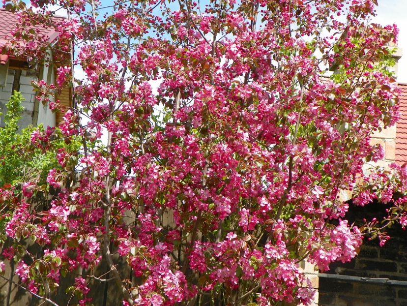 malus Rudolph - Copacei si arbusti 2017