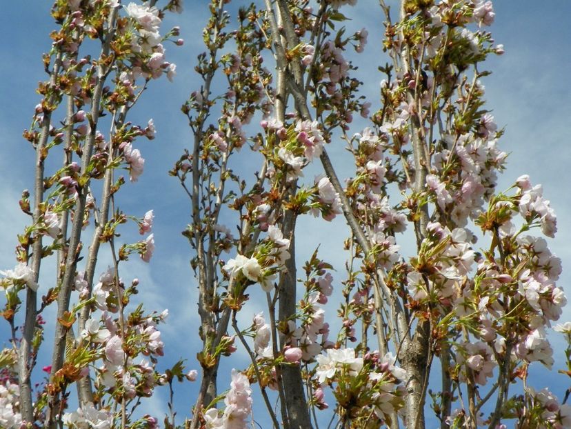 prunus Amanogawa mare - Copacei si arbusti 2017