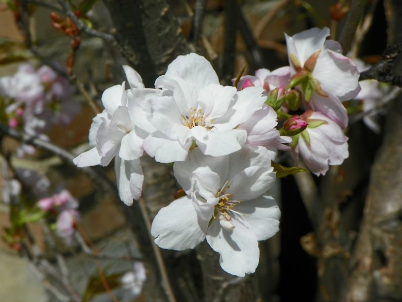 prunus Amanogawa mare - Copacei si arbusti 2017