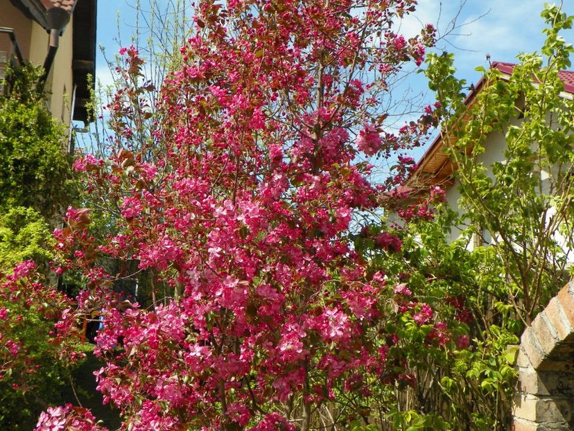 malus Rudolph - Copacei si arbusti 2017