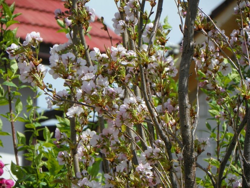 prunus Amanogawa mare - Copacei si arbusti 2017