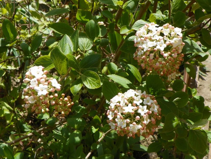 viburnum carlcephalum - Copacei si arbusti 2017