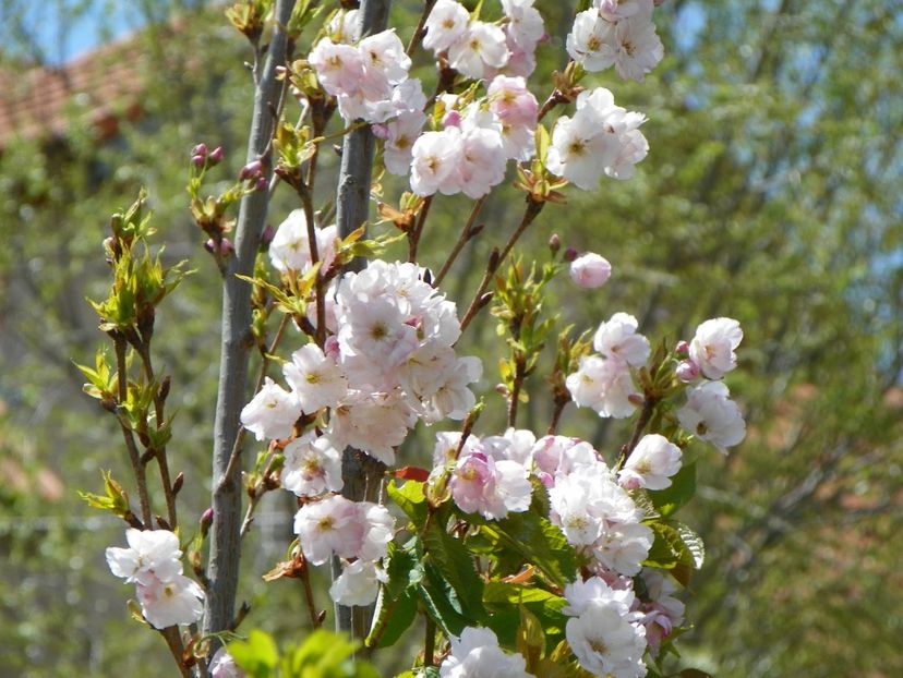 prunus Amanogawa mic - Copacei si arbusti 2017