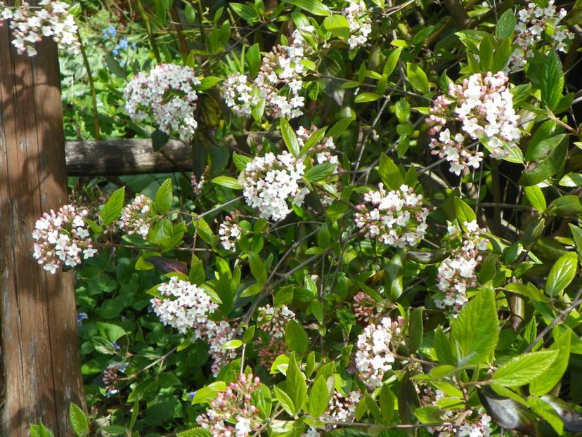 viburnum burkwoodii - Copacei si arbusti 2017