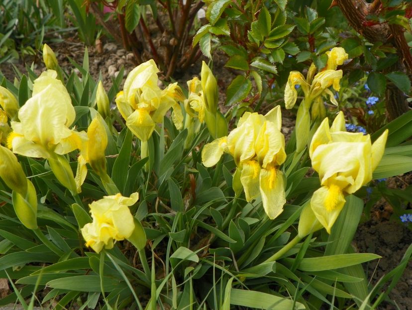 reichenbachii - Irisi 2017