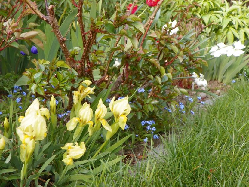 reichenbachii - Irisi 2017