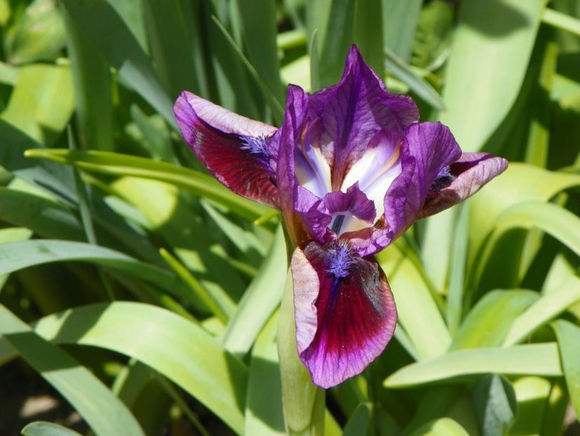 Beauty Mark - Irisi 2017