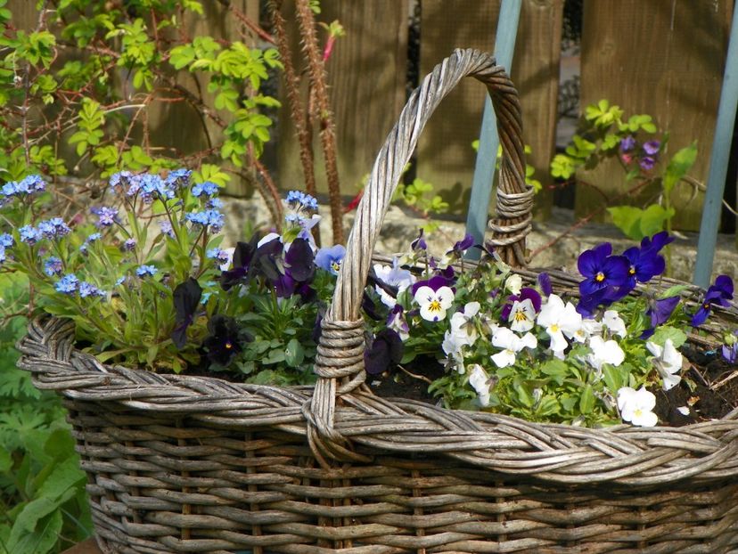 26 apr (11) - Primavara 2017