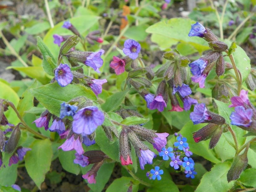 26 apr (13) - Primavara 2017