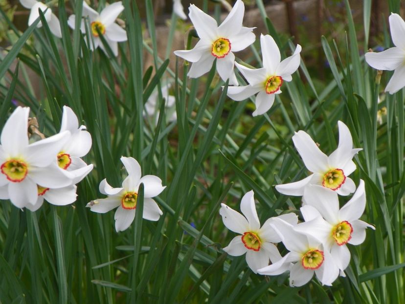 26 apr (15) - Primavara 2017