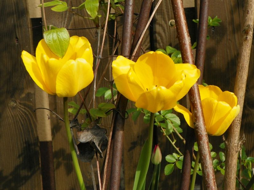 26 apr (16) - Primavara 2017