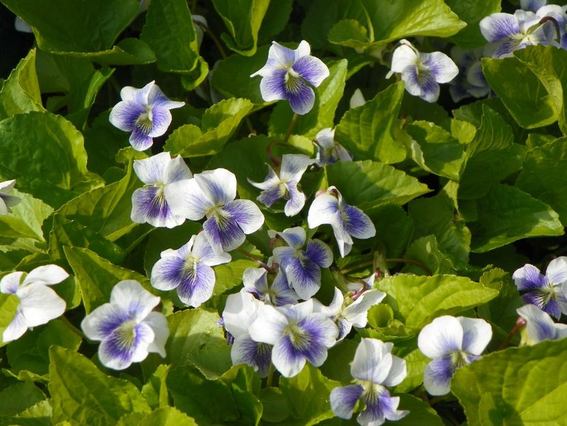 viola sororia Hungarian Beauty - Primavara 2017