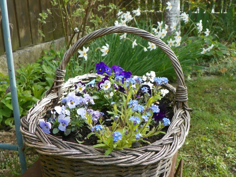 26 apr (28) - Primavara 2017