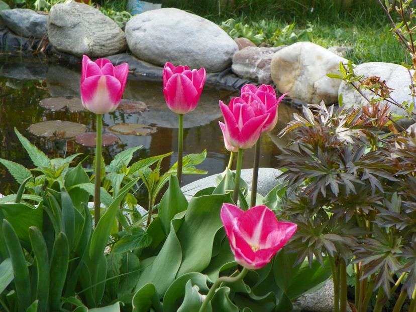 26 apr (32) - Primavara 2017