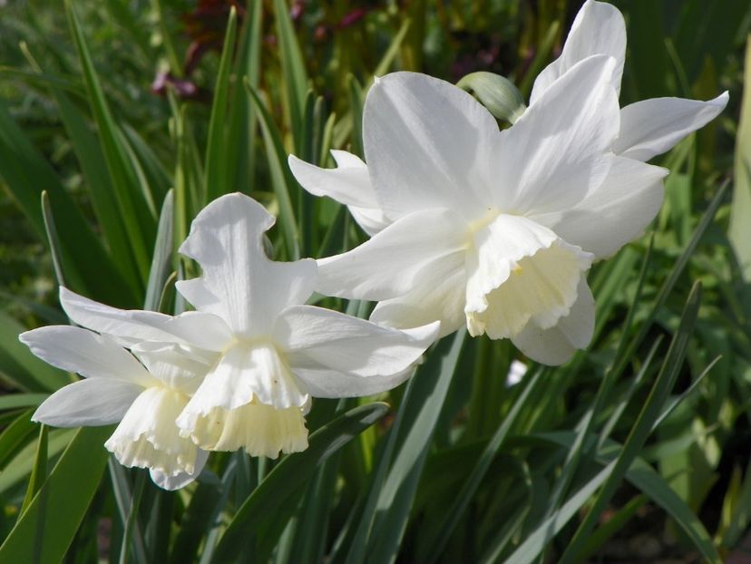 26 apr (33) - Primavara 2017