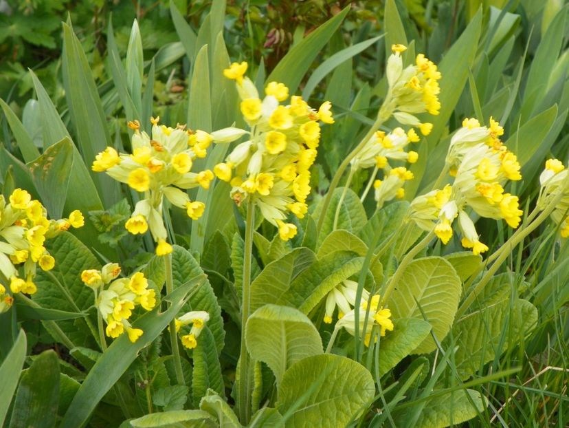 26 apr (35) - Primavara 2017