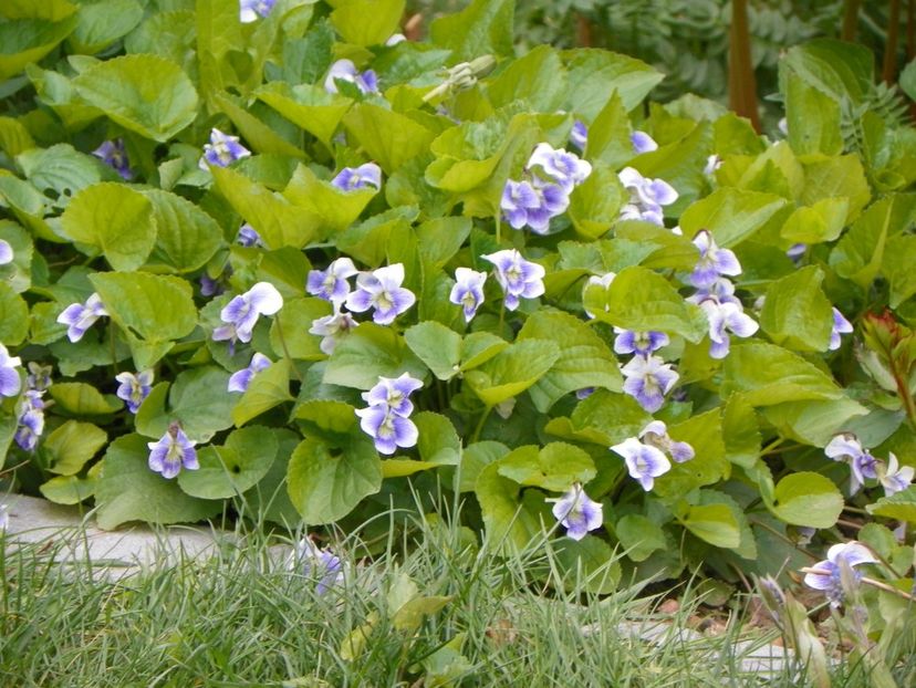 viola sororia Hungarian Beauty - Primavara 2017