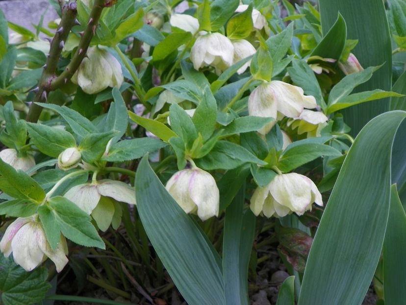 26 apr (41) - Primavara 2017