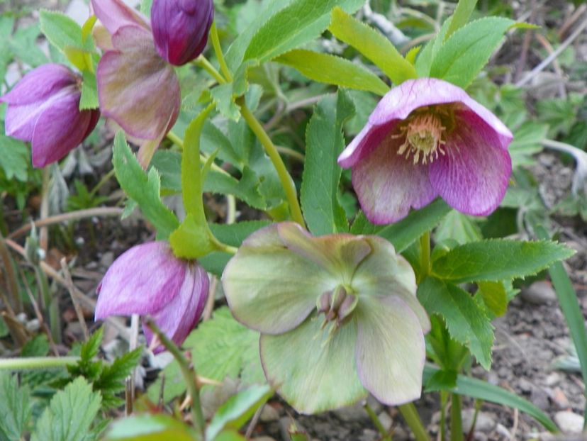 26 apr (42) - Primavara 2017