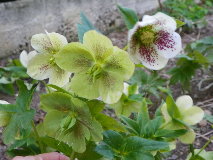 26 apr (43) - Primavara 2017