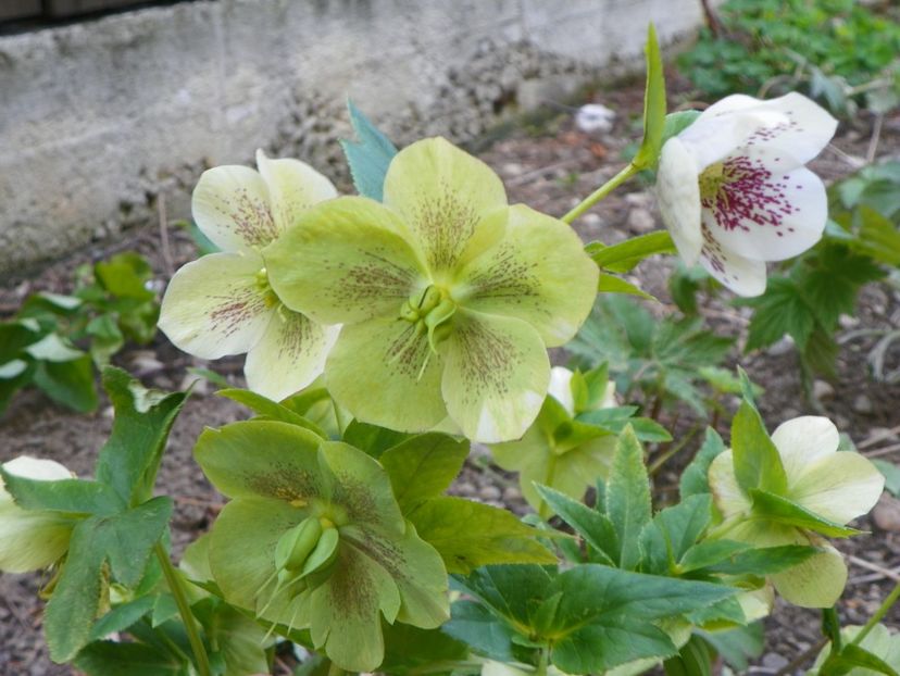 26 apr (44) - Primavara 2017