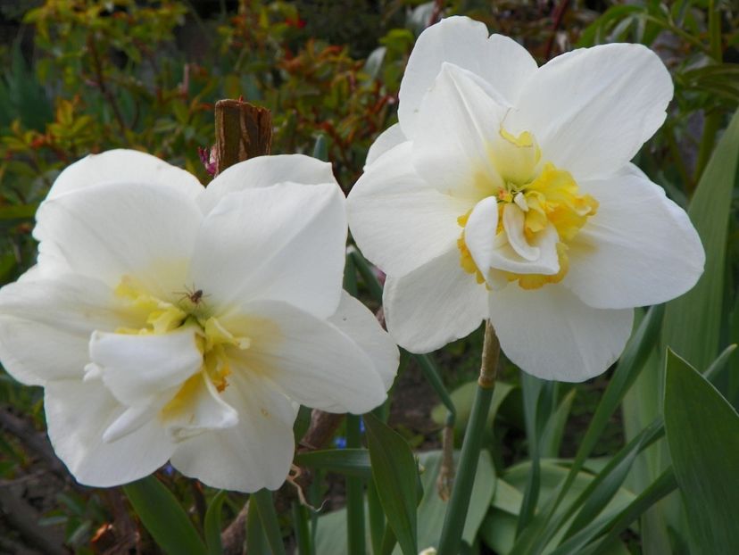 26 apr (48) - Primavara 2017