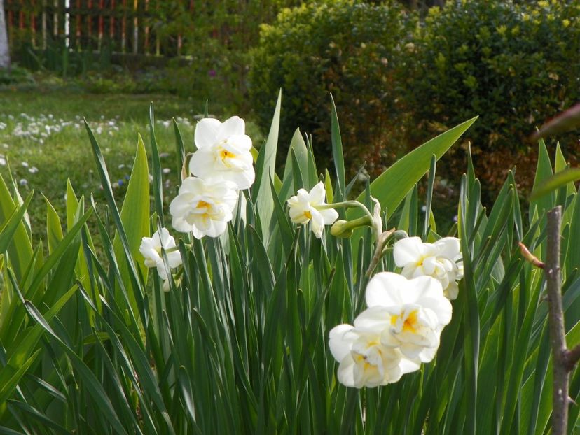 26 apr (49) - Primavara 2017