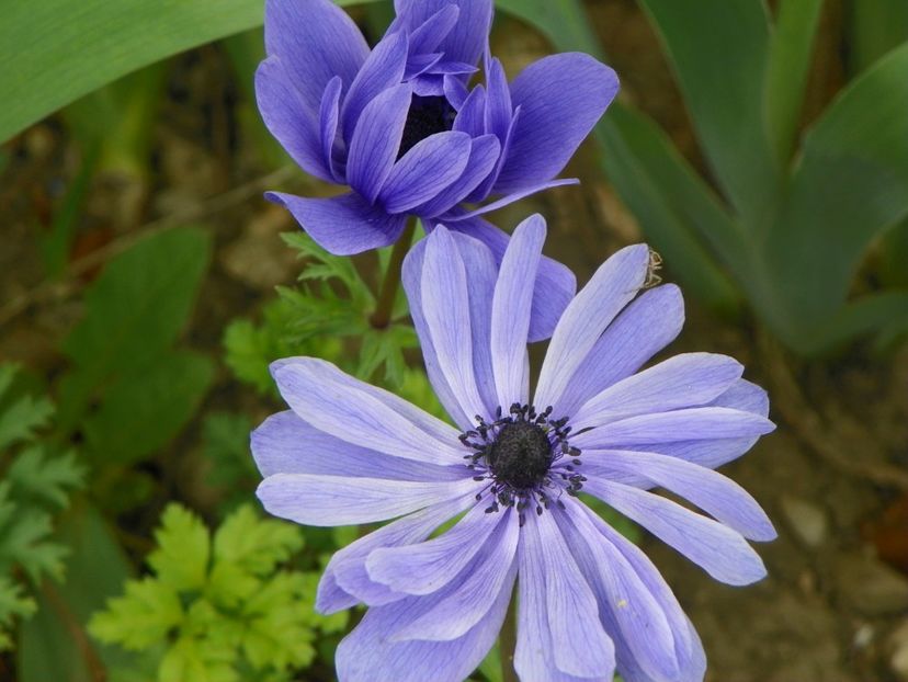 29 apr (59) - Primavara 2017