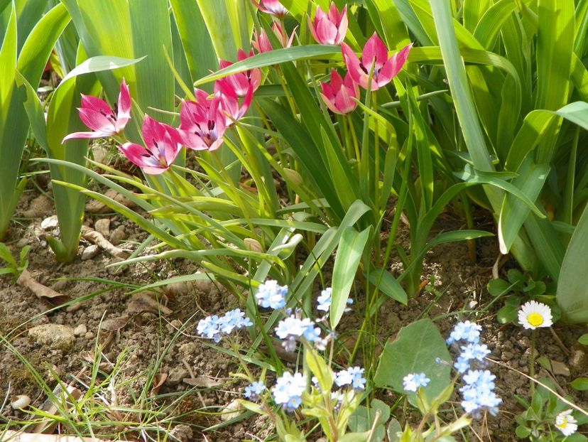 29 apr (7) - Primavara 2017