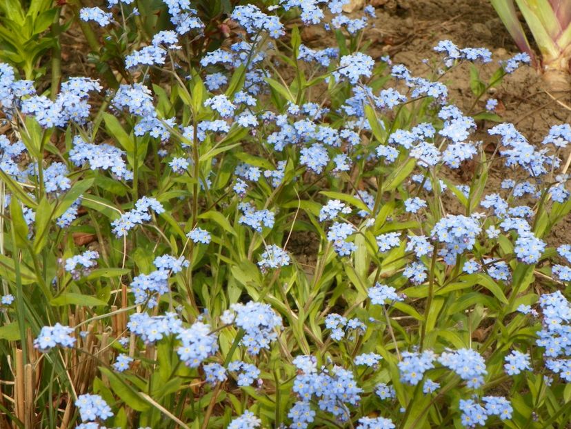 29 apr (9) - Primavara 2017