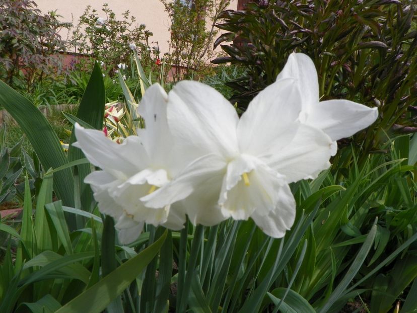 29 apr (15) - Primavara 2017