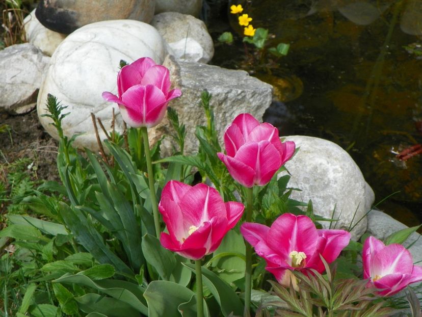 29 apr (16) - Primavara 2017