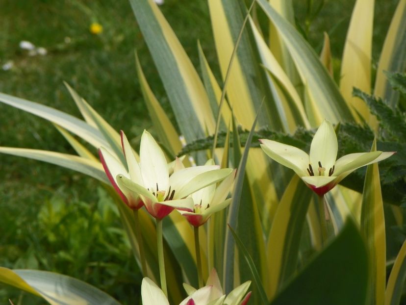 29 apr (20) - Primavara 2017