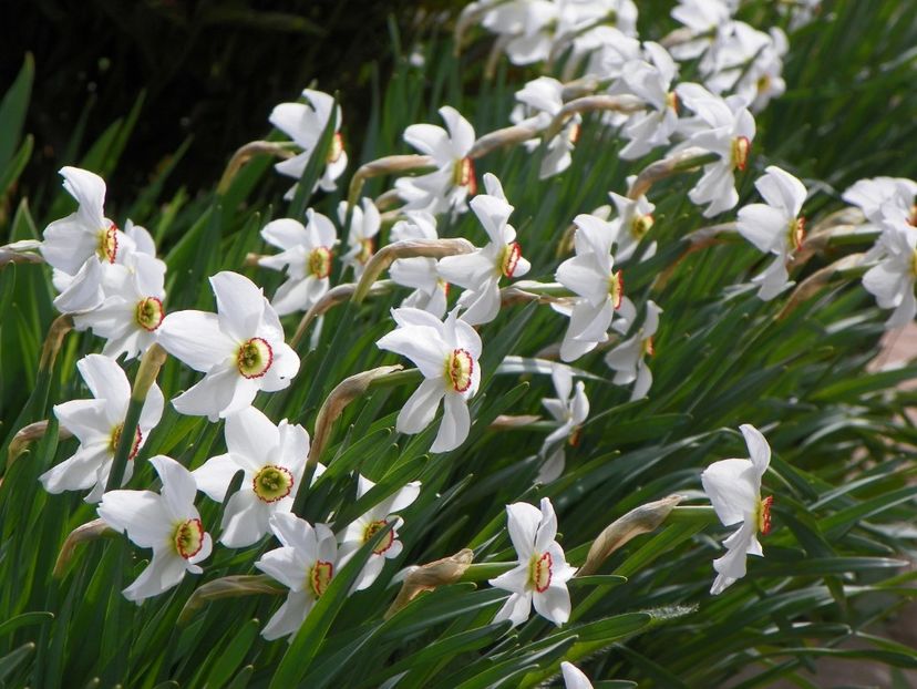 29 apr (30) - Primavara 2017